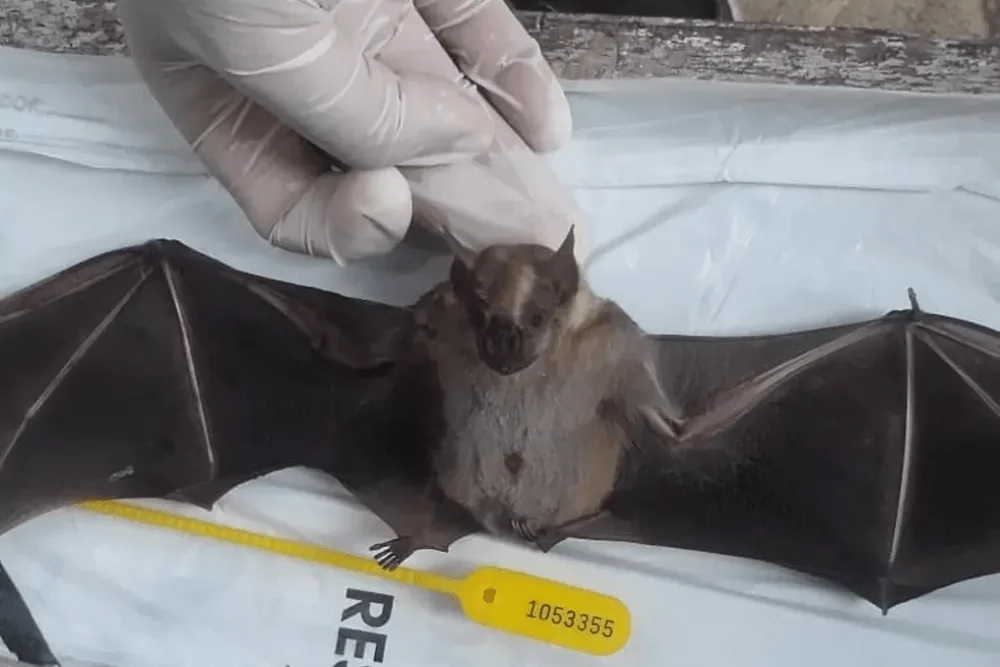 Morcego manipulado com luvas — remoção humana Cupinsect